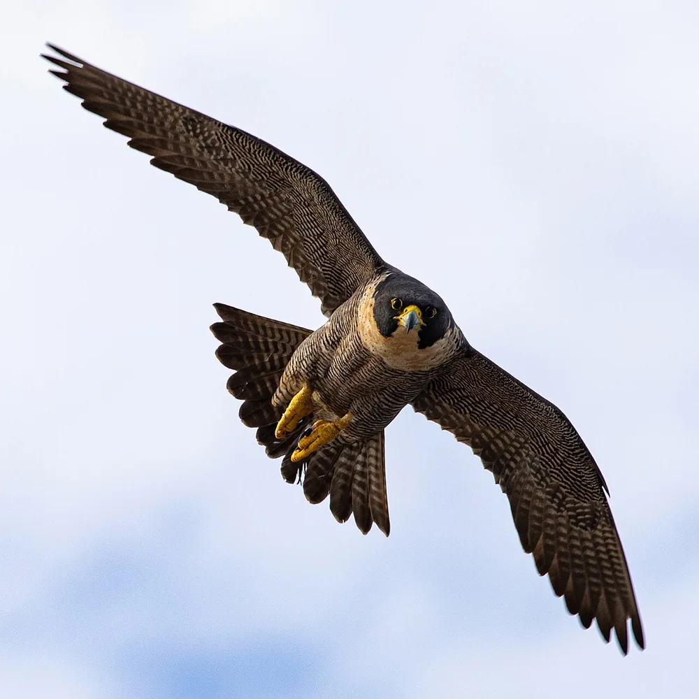 Peregrine falcon (Falco peregrinus) in flight with wings spread