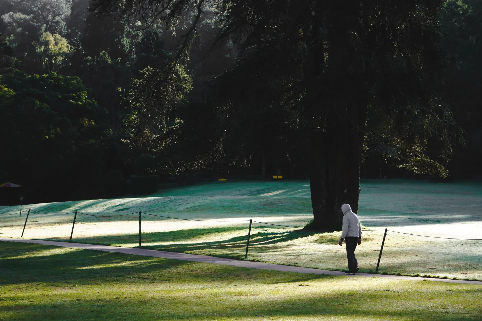 A person walking alone along a path through a sunlit park with tall trees