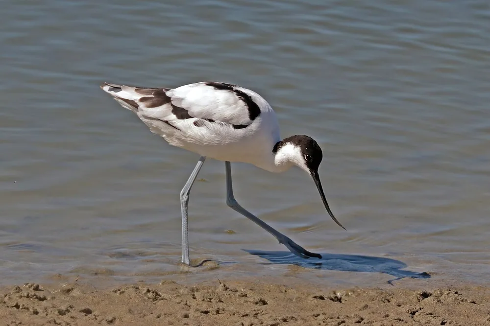 Pied avocet (Recurvirostra avosetta)