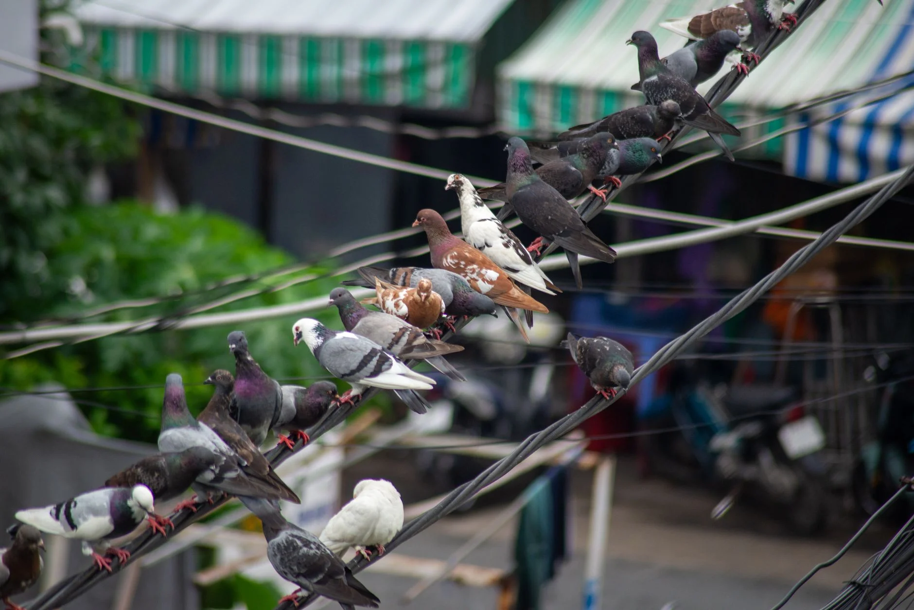 A crowd of pigeons packed along sagging electrical cables over a city street with striped awnings