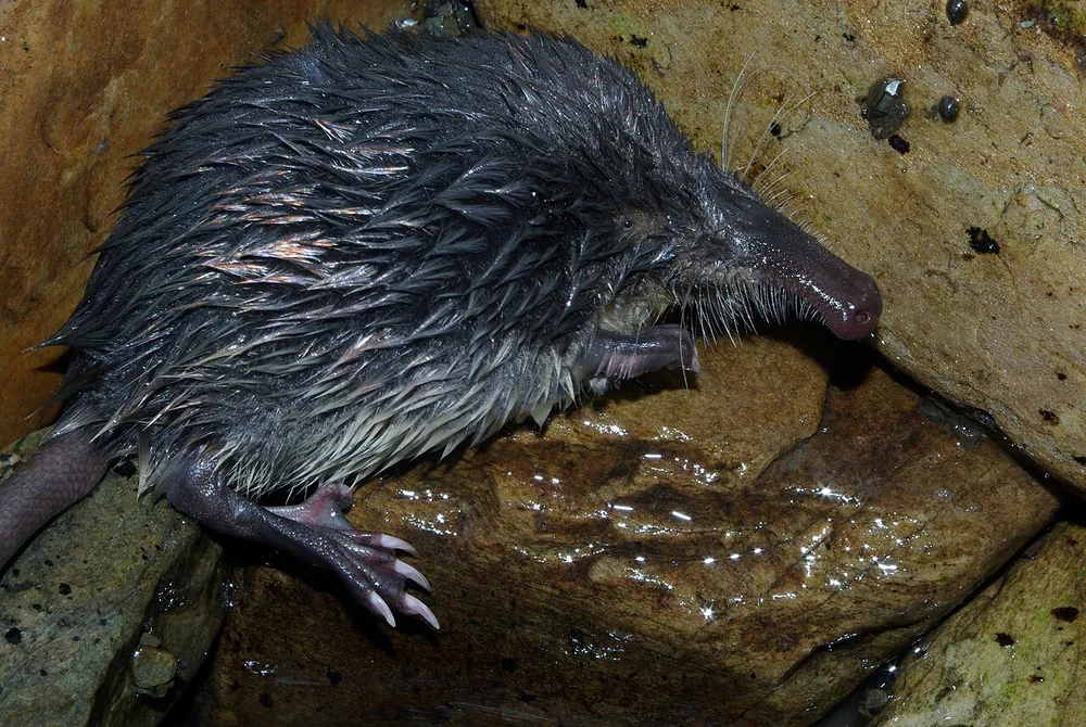 Pyrenean desman (Galemys pyrenaicus) with its long snout