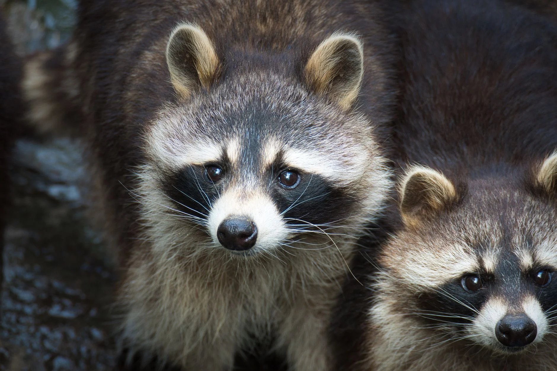 Two raccoons looking at the camera, showing their black facial masks and grey-brown fur