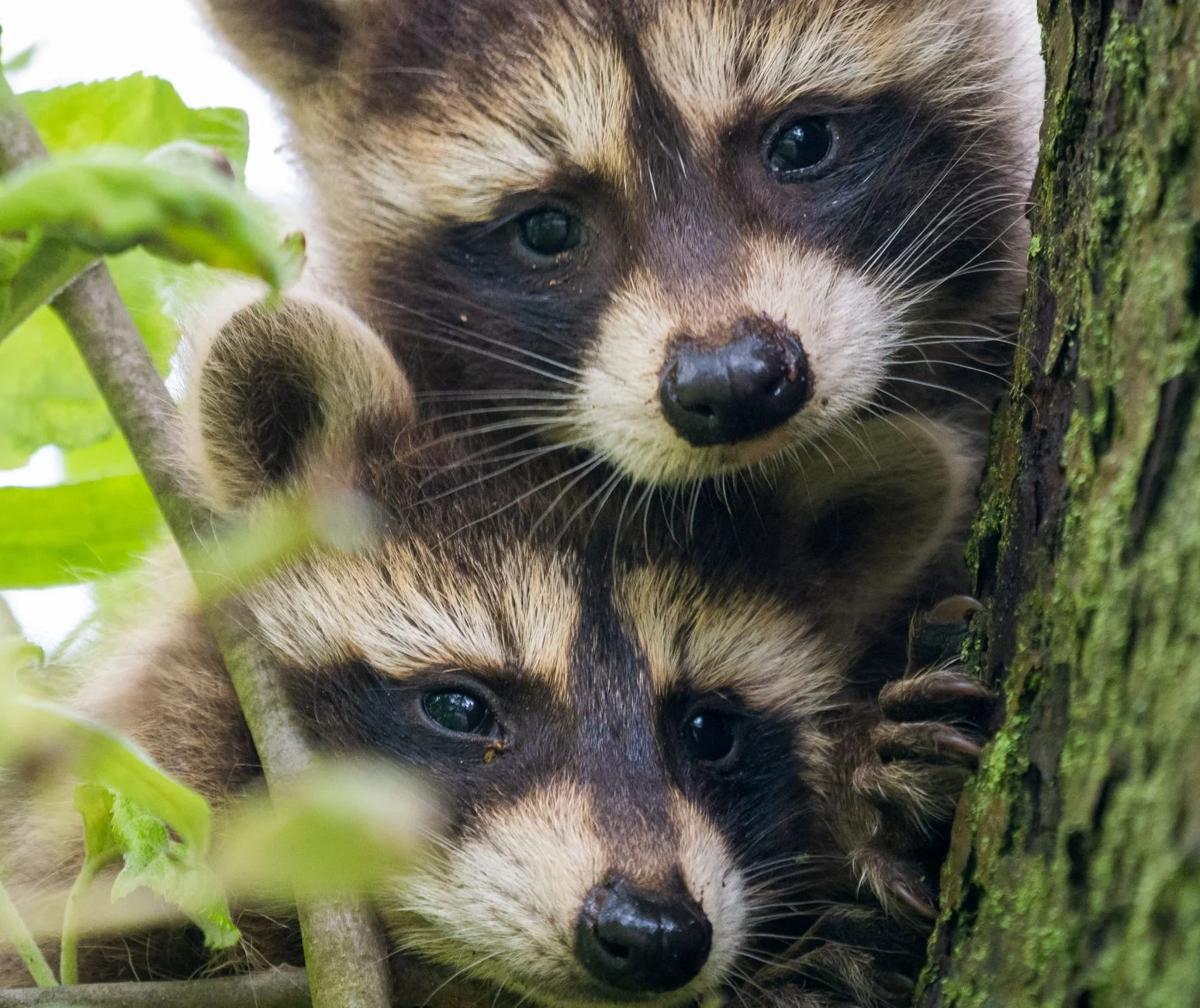 Two young raccoons peering out from behind a tree trunk, each with a dark mask