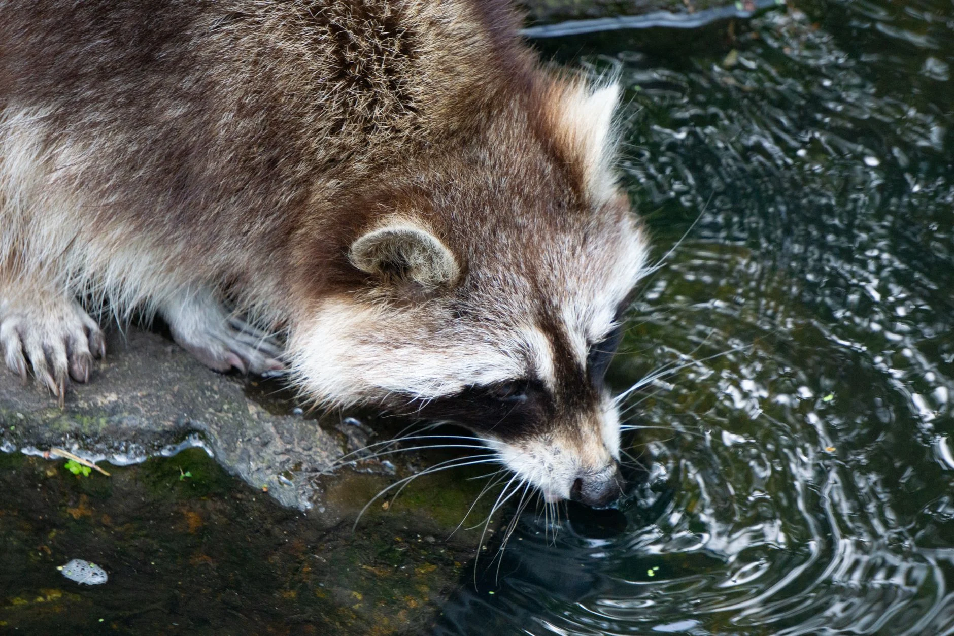 A raccoon crouching at the edge of a stream, drinking water