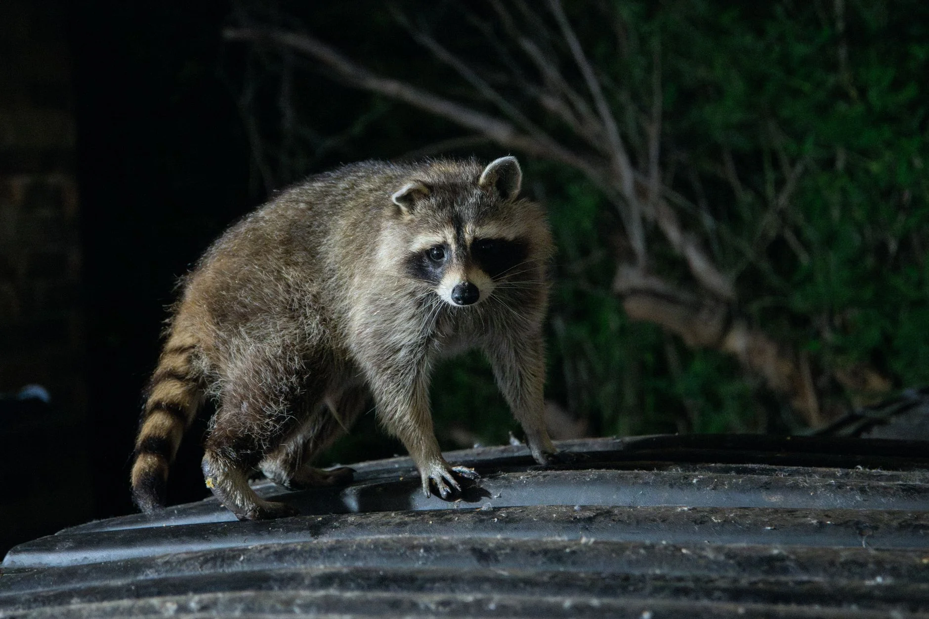 A raccoon standing on a metal garbage can at night with a dark forest behind it
