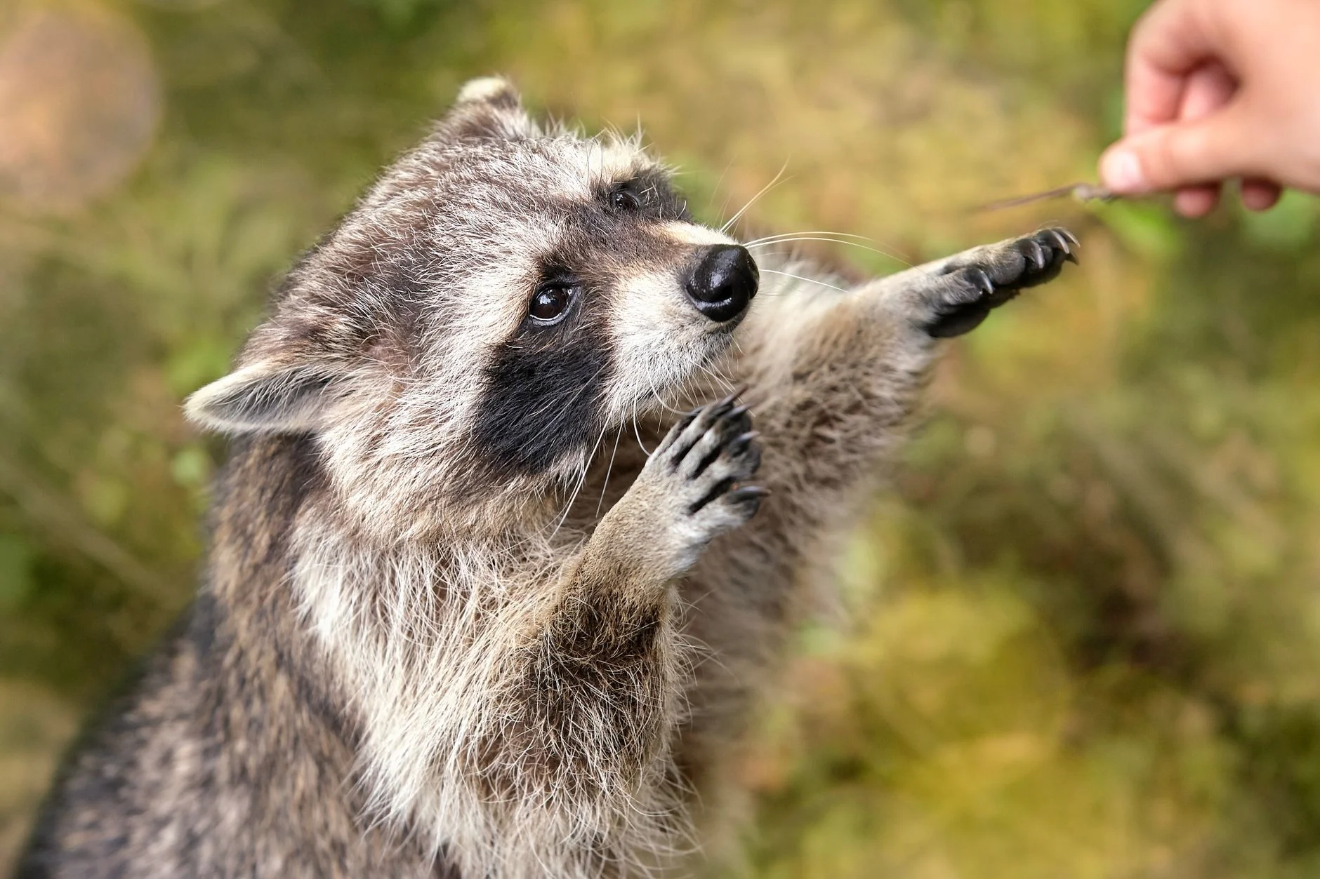 A raccoon standing up and reaching out with both front paws towards a hand holding a twig