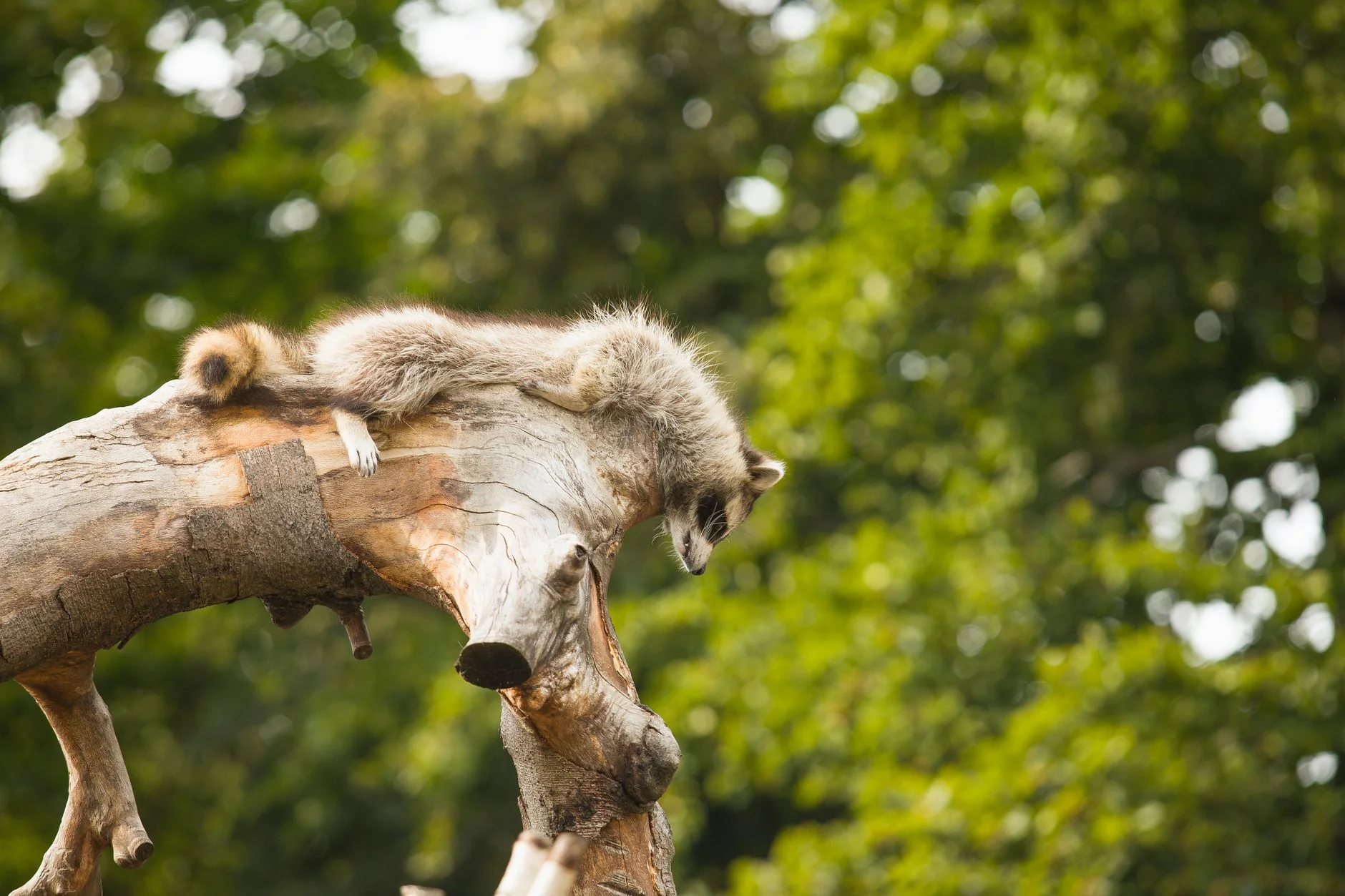 A raccoon sleeping stretched out along a tree trunk