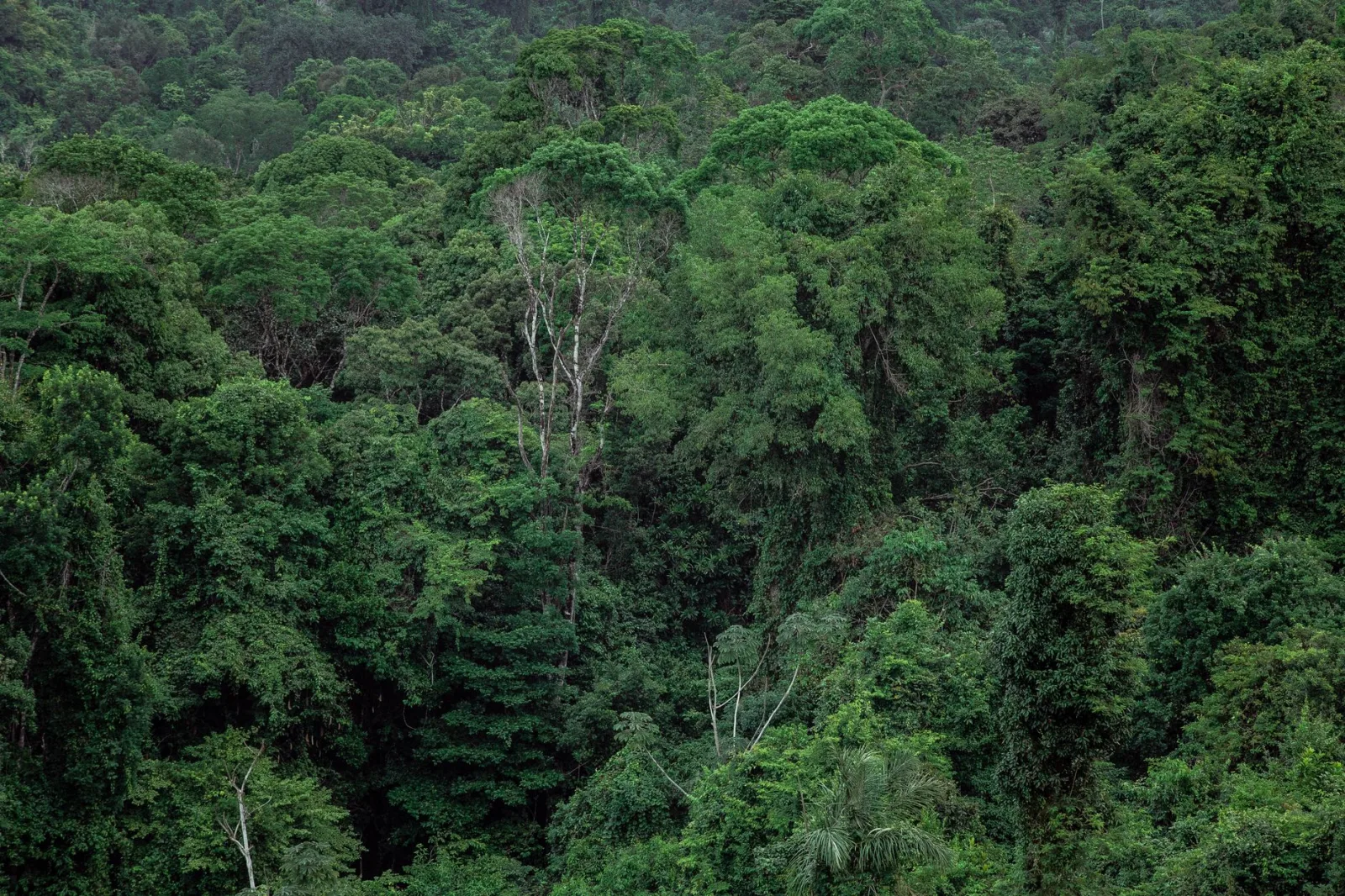 Aerial view of dense green tropical rainforest canopy on hills