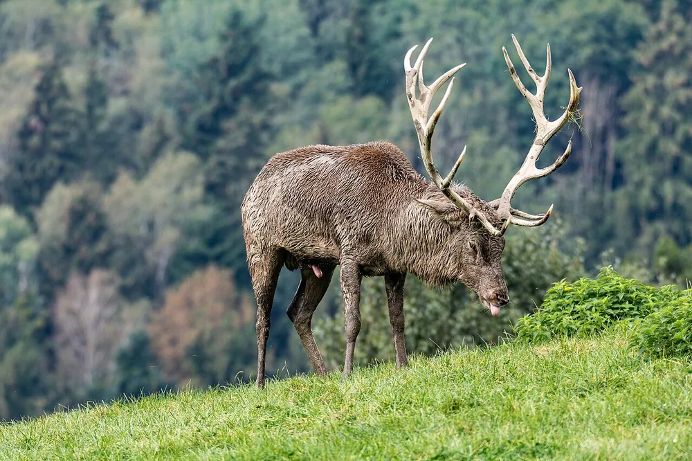 Red deer stag (Cervus elaphus) in a meadow