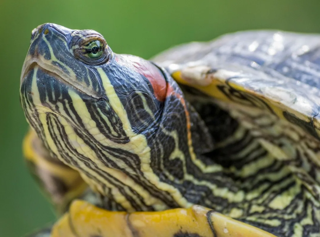 Close-up of a red-eared slider turtle head with yellow stripes and a red patch behind the eye