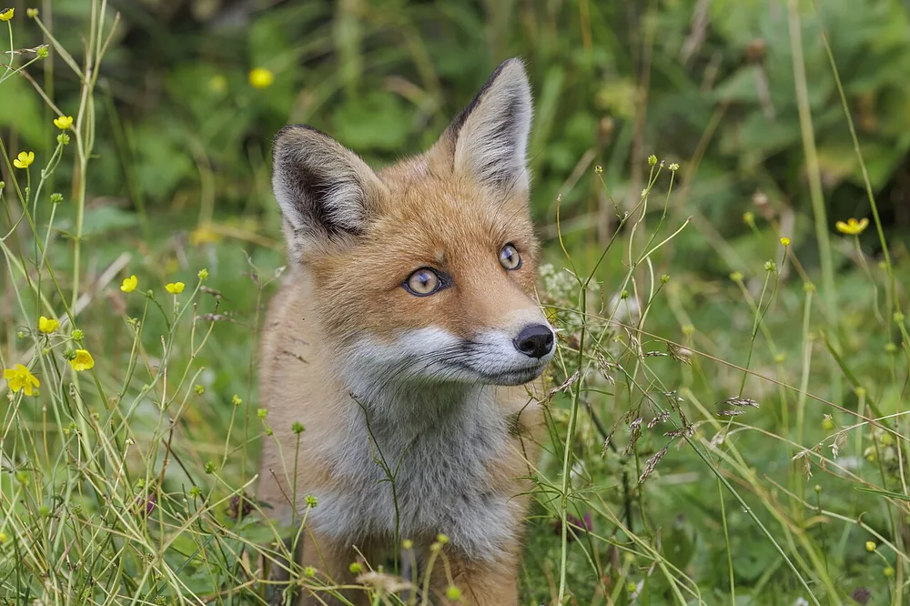 Red fox (Vulpes vulpes) sitting in long grass and wild flowers
