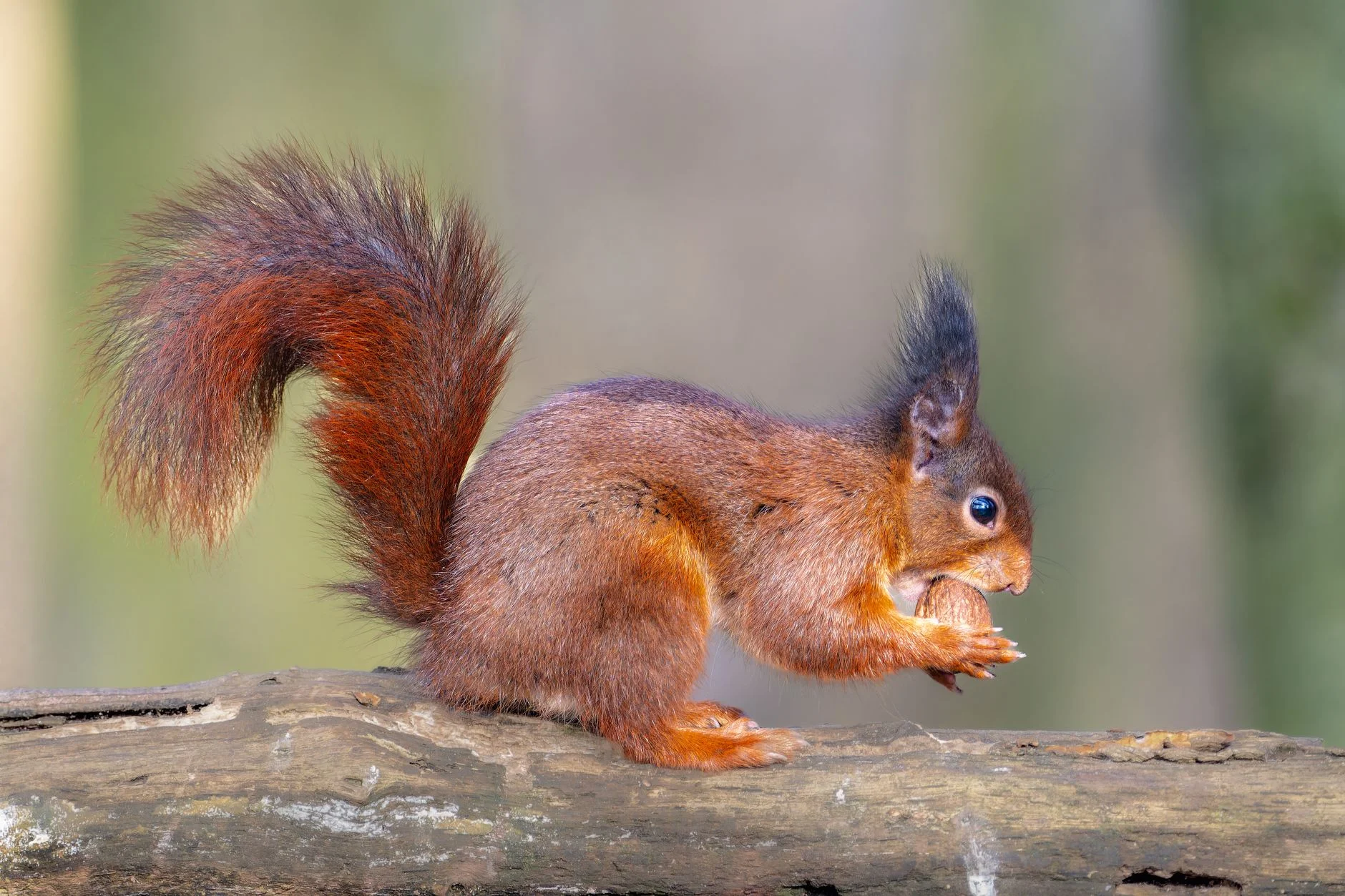 A red squirrel with ear tufts sitting on a log eating a nut