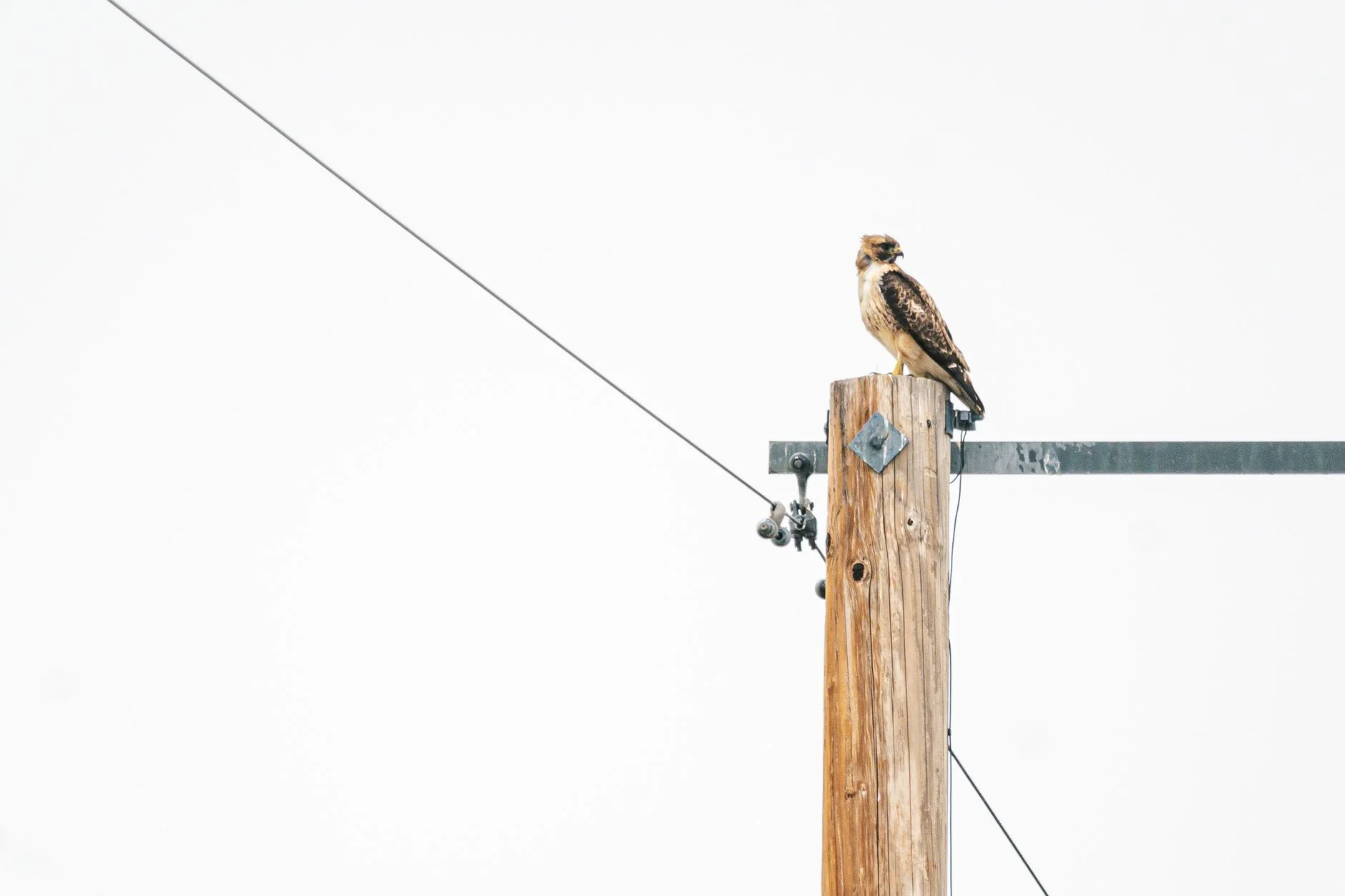 A hawk perched on top of a wooden utility pole beside the metal crossarm, a wire running away diagonally