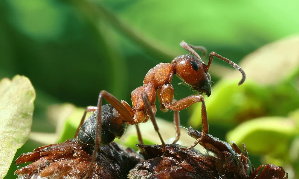 Red wood ant (Formica rufa)