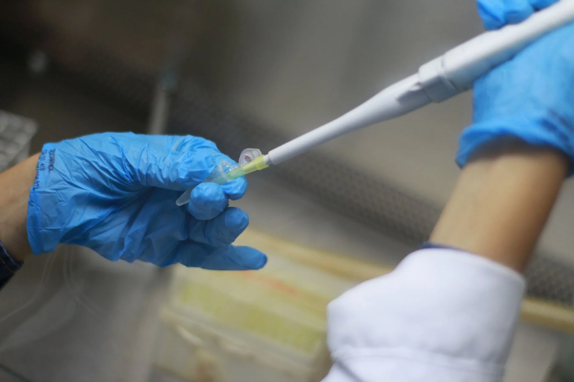 A scientist in blue gloves using a micropipette to transfer liquid in a laboratory