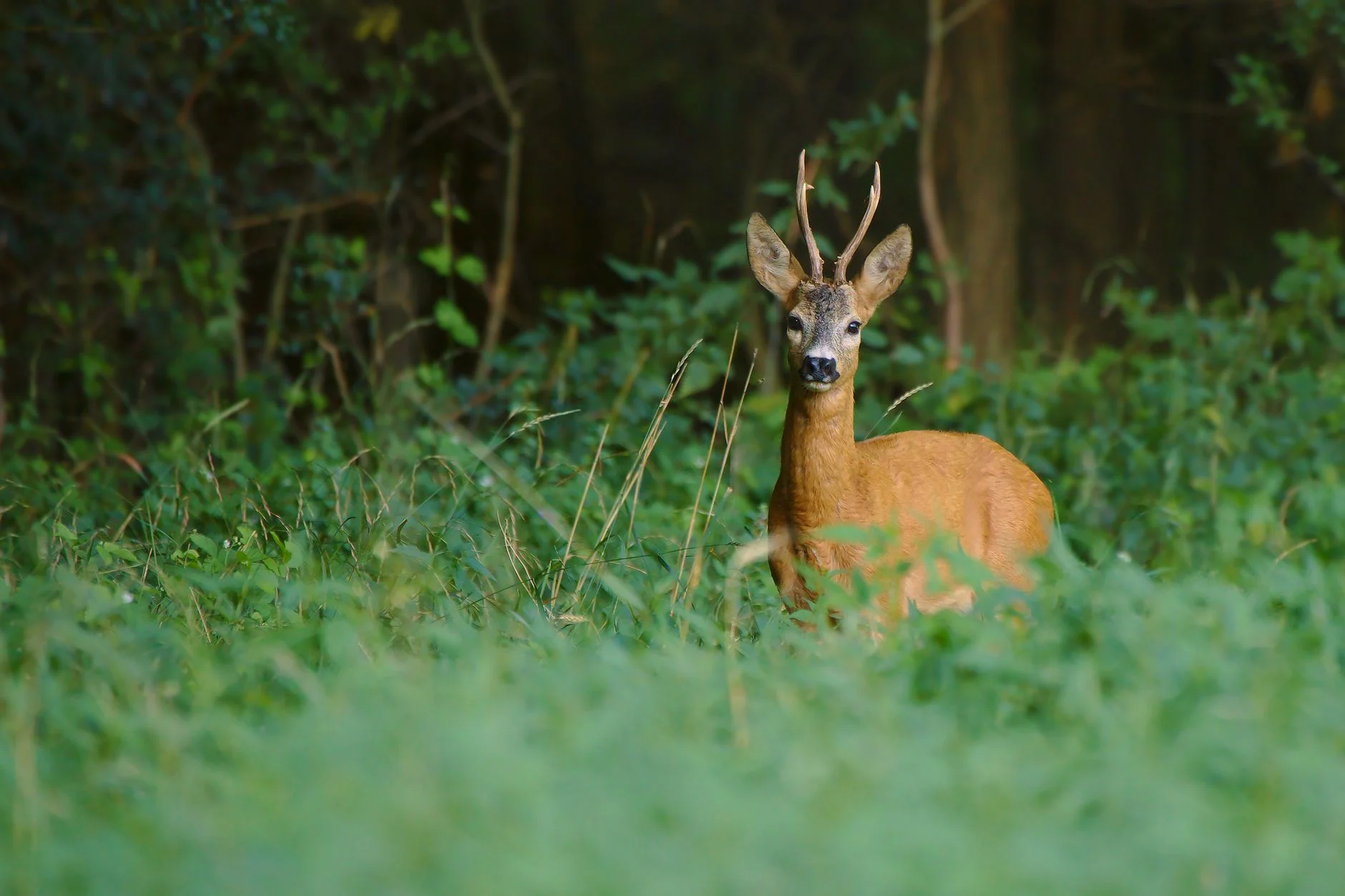 A roe deer buck with short antlers standing alert in a green forest glade
