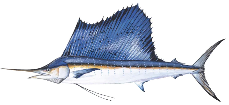 Scientific illustration of a sailfish with its tall blue dorsal sail raised and long pointed bill