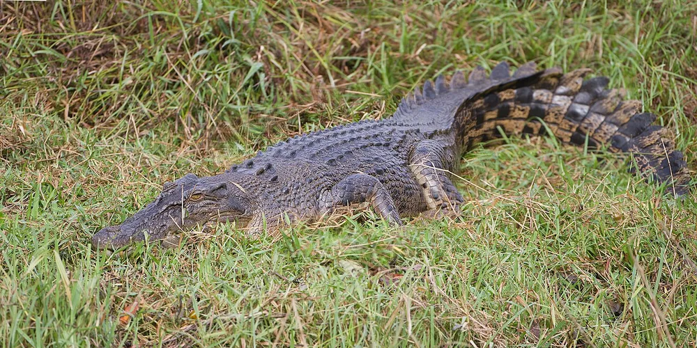 Saltwater crocodile (Crocodylus porosus) on the Daintree River, Queensland