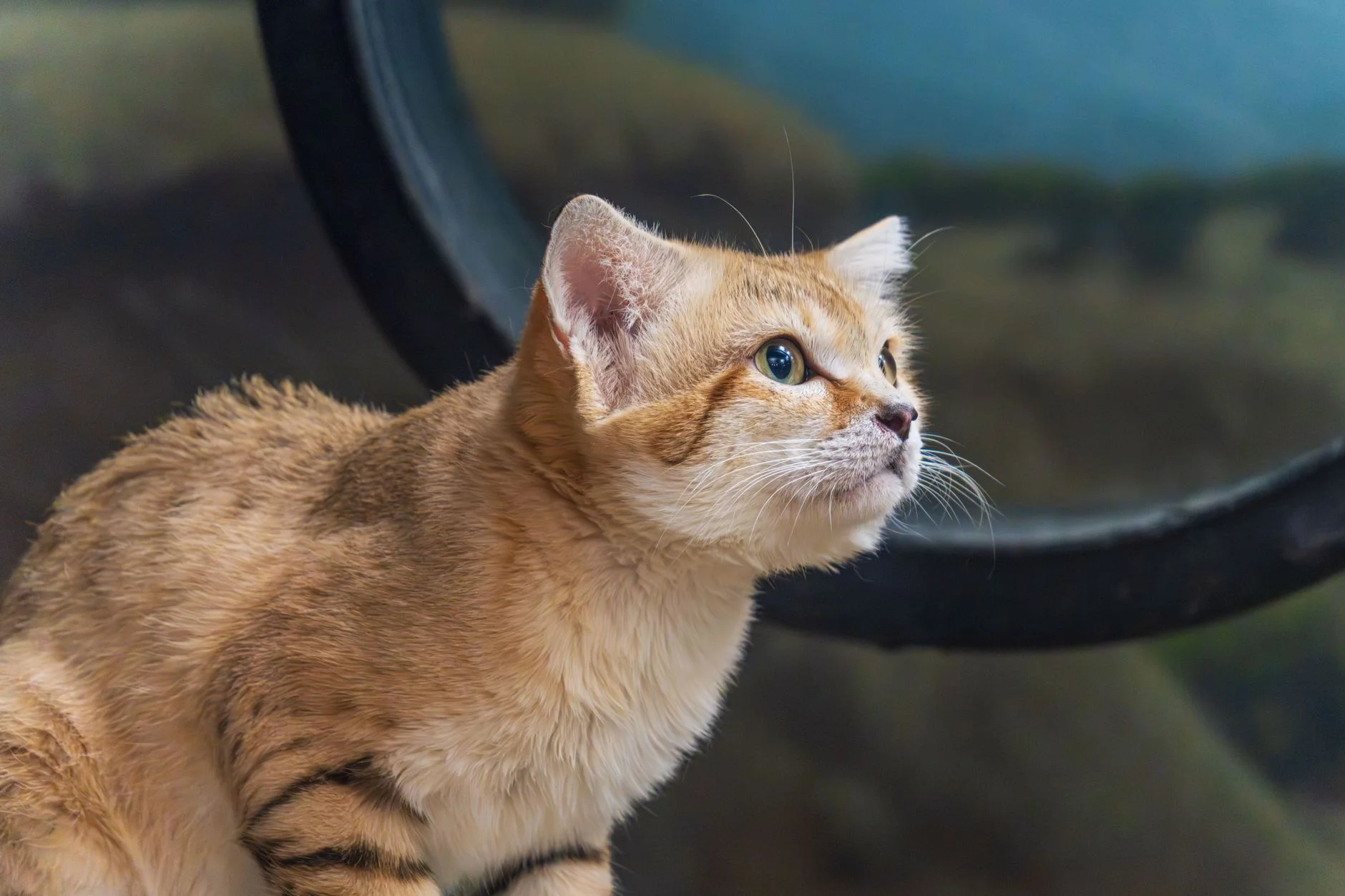 A sand cat with sandy fur and large ears looking upwards