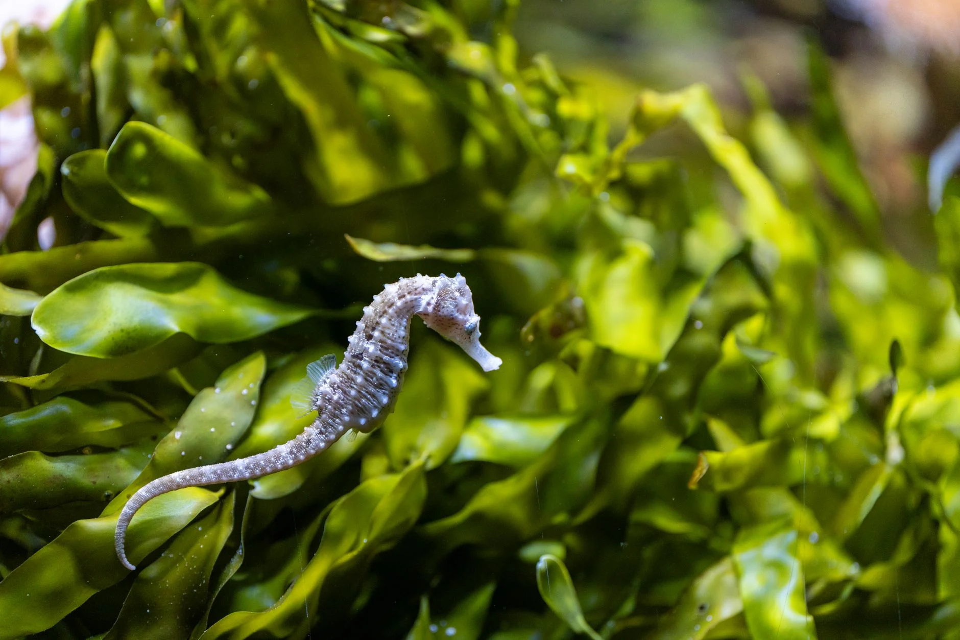 Seahorse camouflaged among green seaweed, one of the slowest fish in the world