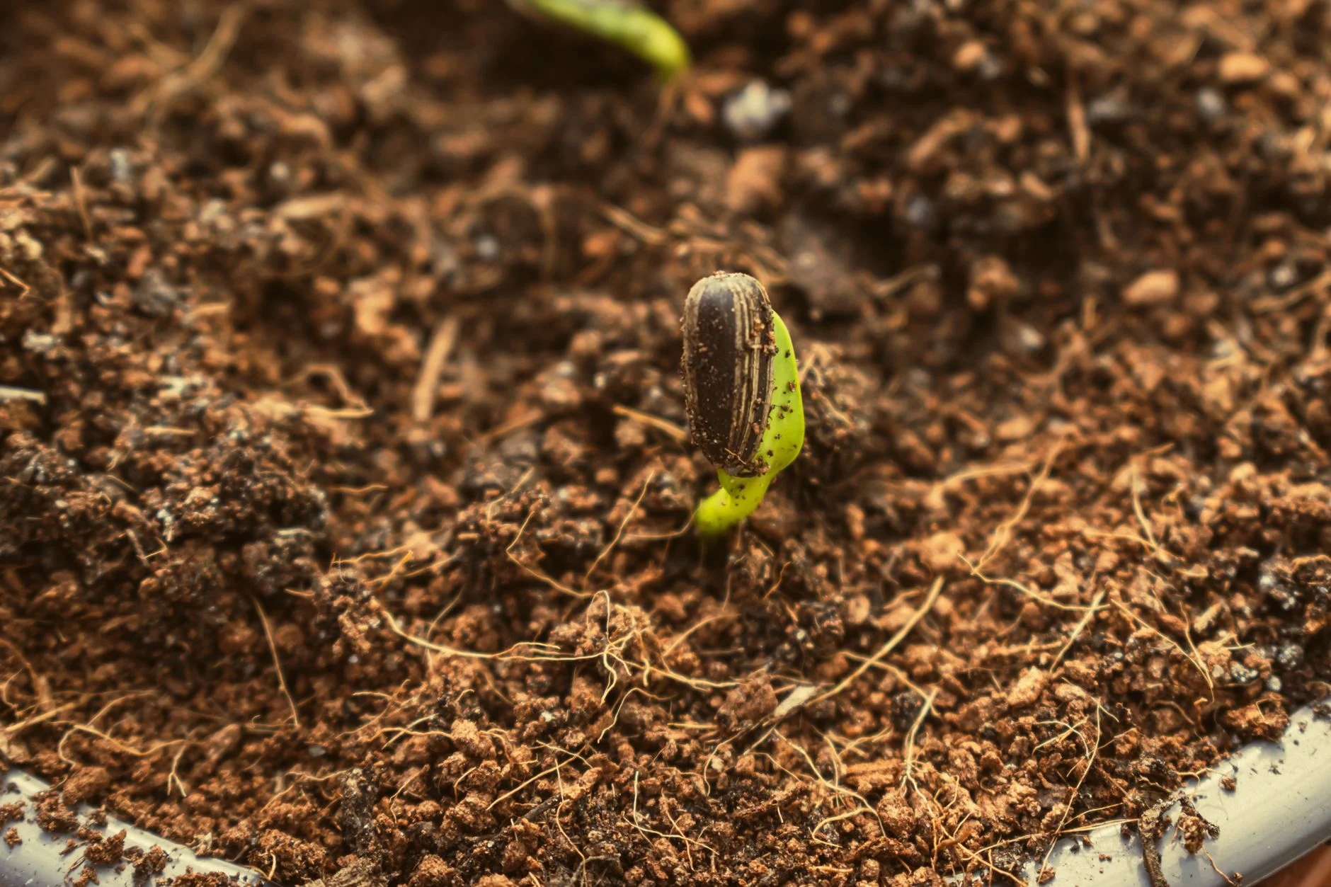 A young seedling sprouting from soil