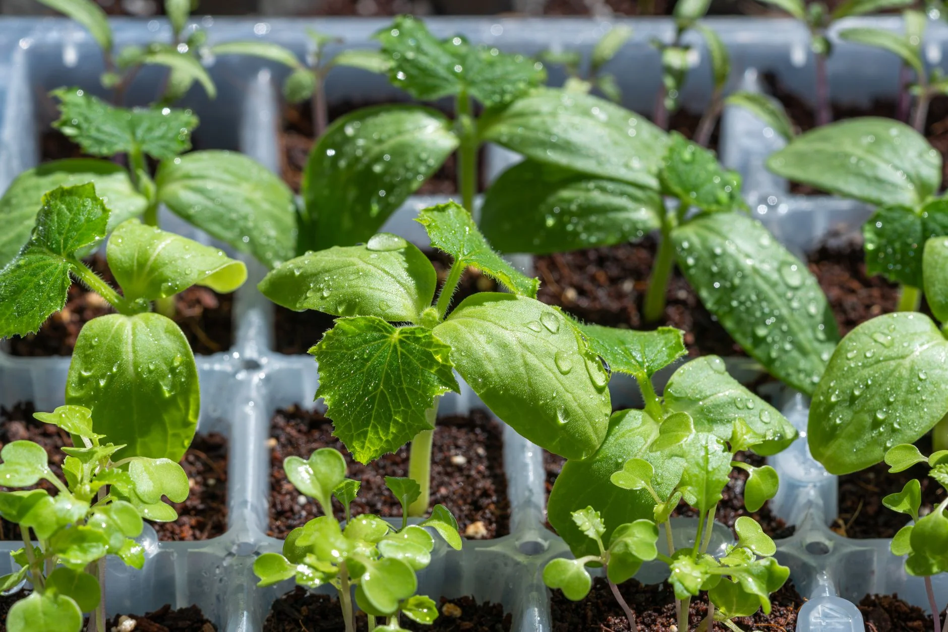 Green seedlings in a tray with drops of water on their leaves