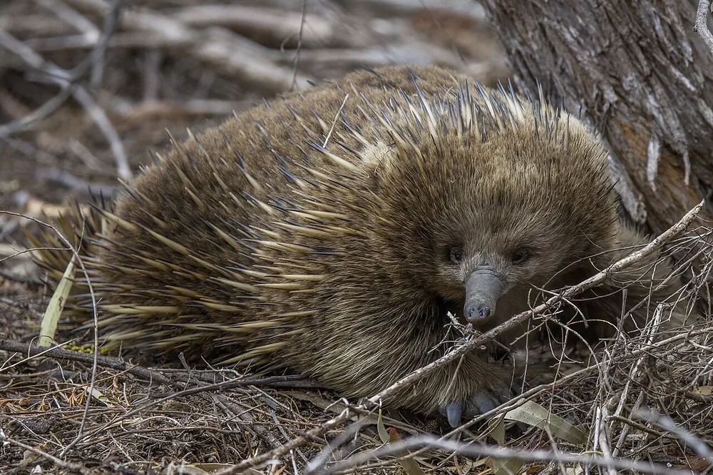 Short-beaked echidna (Tachyglossus aculeatus), at Freycinet National Park, Tasmania (wild)