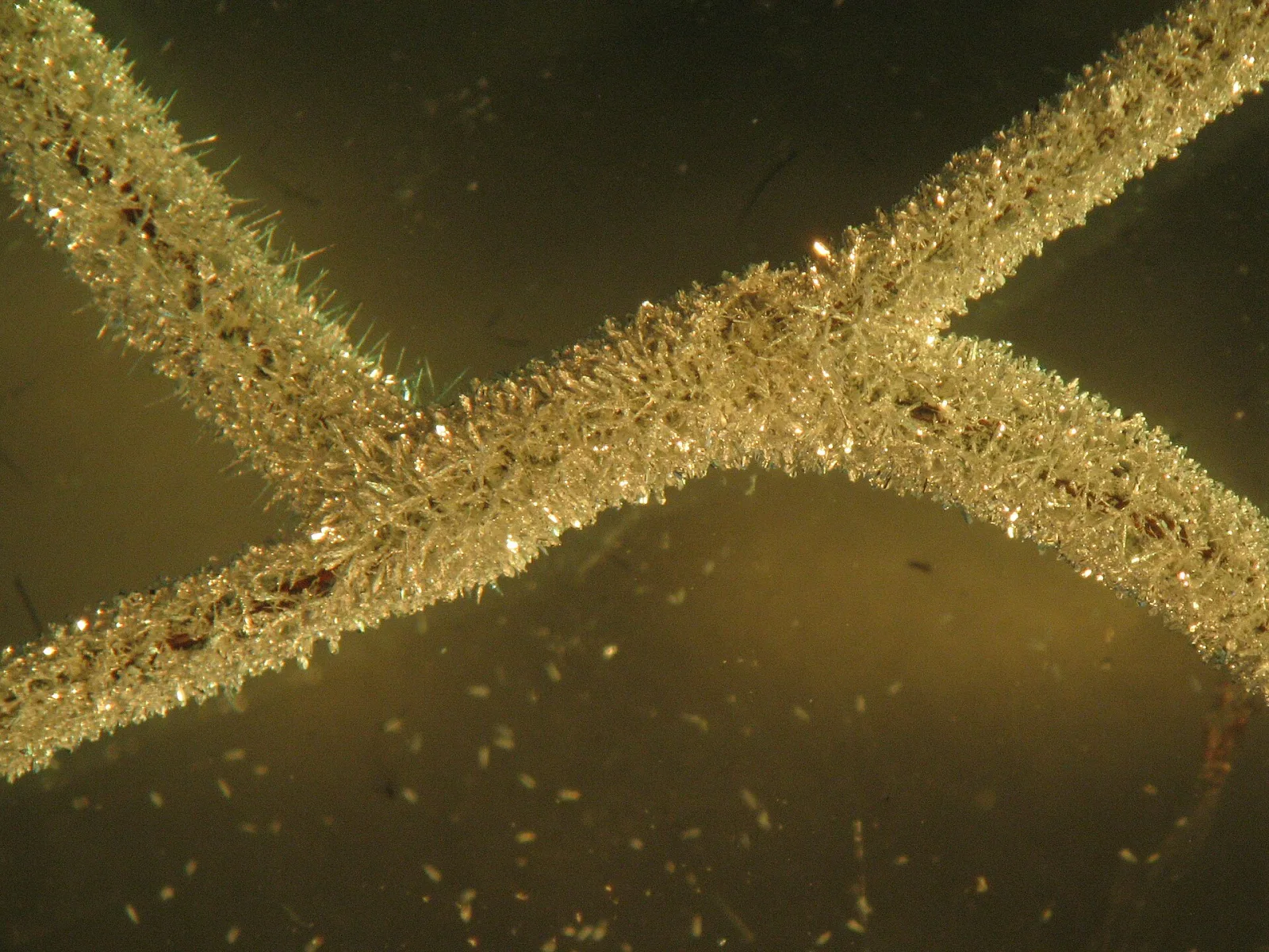Silver crystals growing on copper wire in silver nitrate solution, seen under a microscope