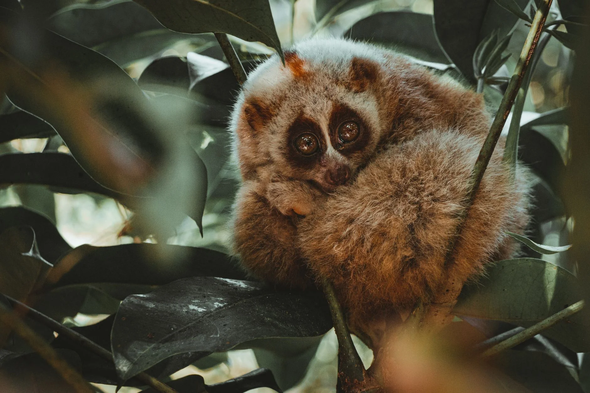 Slow loris curled up among leaves, showing its huge forward-facing eyes