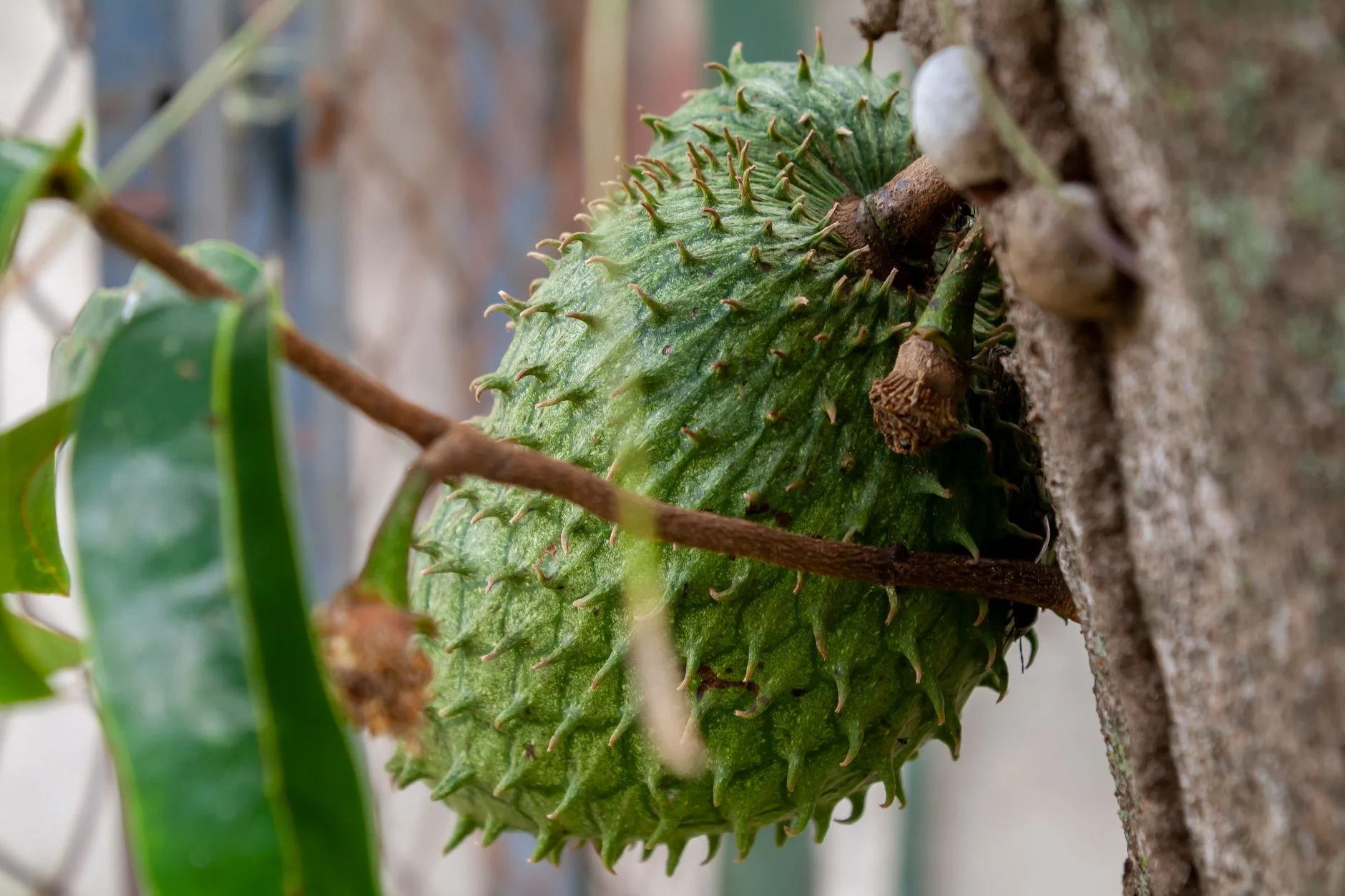 Green spiky soursop fruit hanging from a branch of a soursop tree