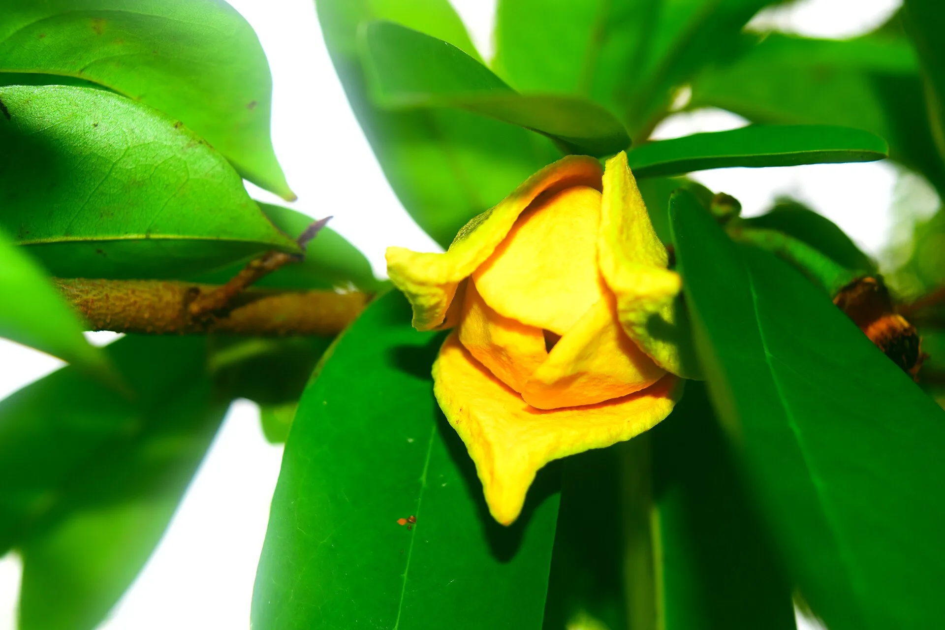 Yellow soursop flower with thick fleshy petals among green leaves