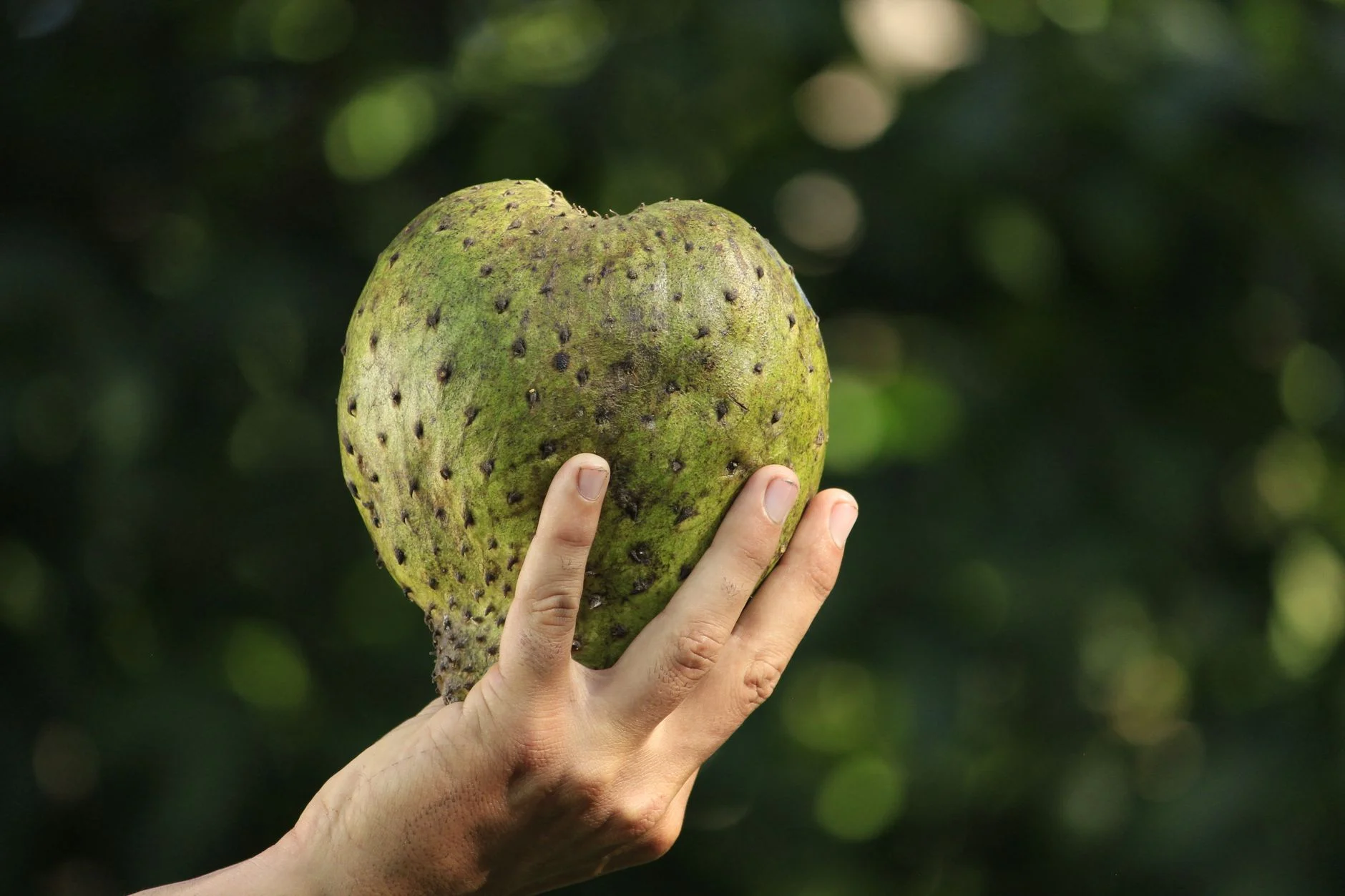 A hand holding a whole green soursop fruit