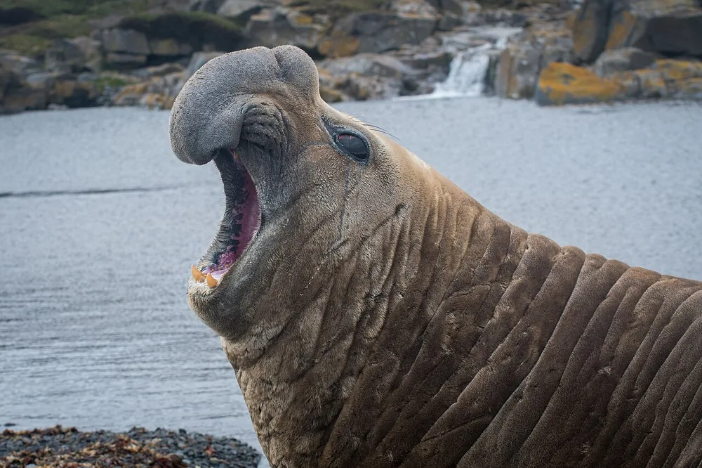 Southern elephant seal (Mirounga leonina), a bull roaring, Kerguelen Islands (wild)