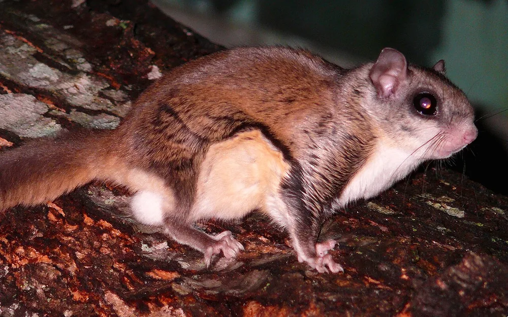Southern flying squirrel (Glaucomys volans) with big dark eyes on a tree branch