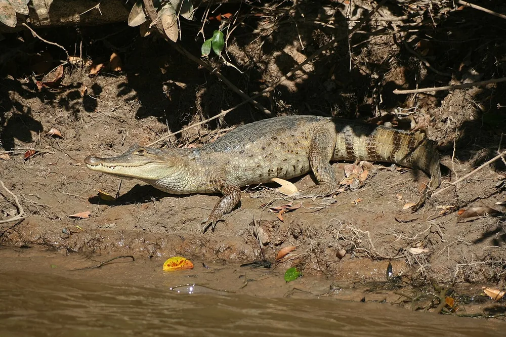 Spectacled caiman (Caiman crocodilus) with a bony ridge between the eyes