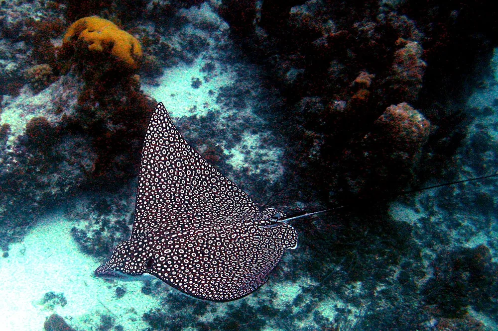 Spotted eagle ray (Aetobatus narinari), off Turks and Caicos (wild)