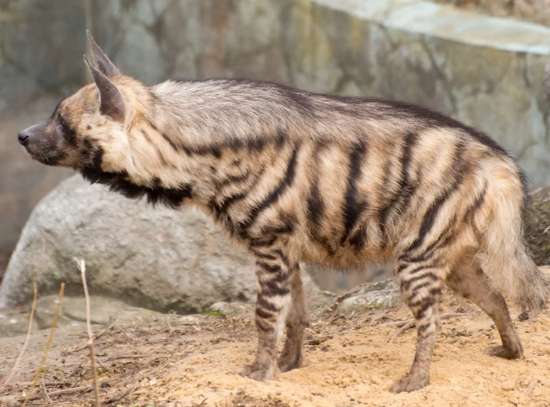 A striped hyena standing on sand with dark vertical bars on its grey-brown coat