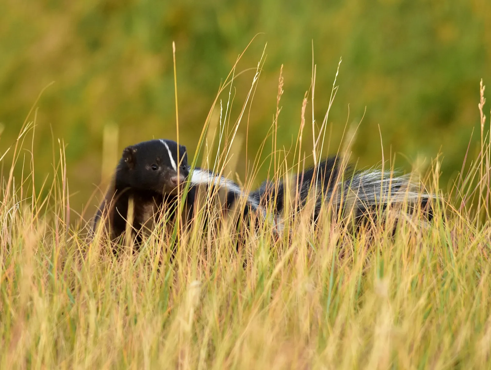 Striped skunk walking through grass