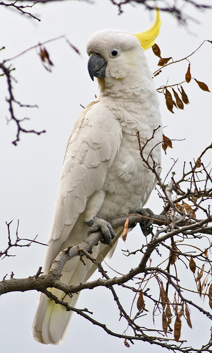 Sulphur-crested cockatoo (Cacatua galerita) with its yellow crest