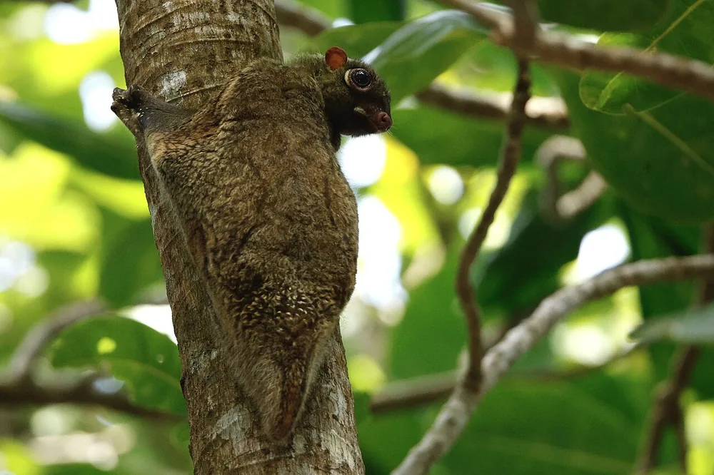 Sunda flying lemur or colugo (Galeopterus variegatus) clinging to a tree trunk