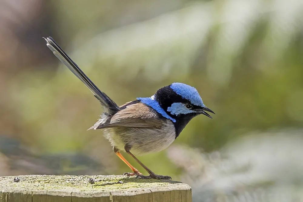 Male superb fairywren (Malurus cyaneus) with bright blue and black head on a post