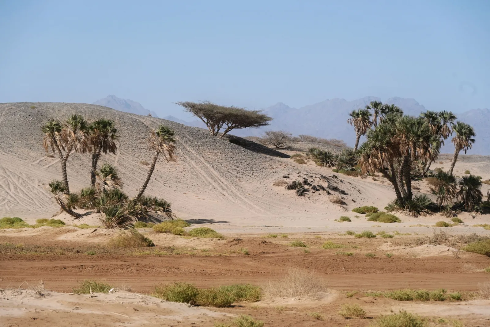 Pale sand slopes with palm trees and acacias below rocky mountains near Tabuk in north-western Saudi Arabia