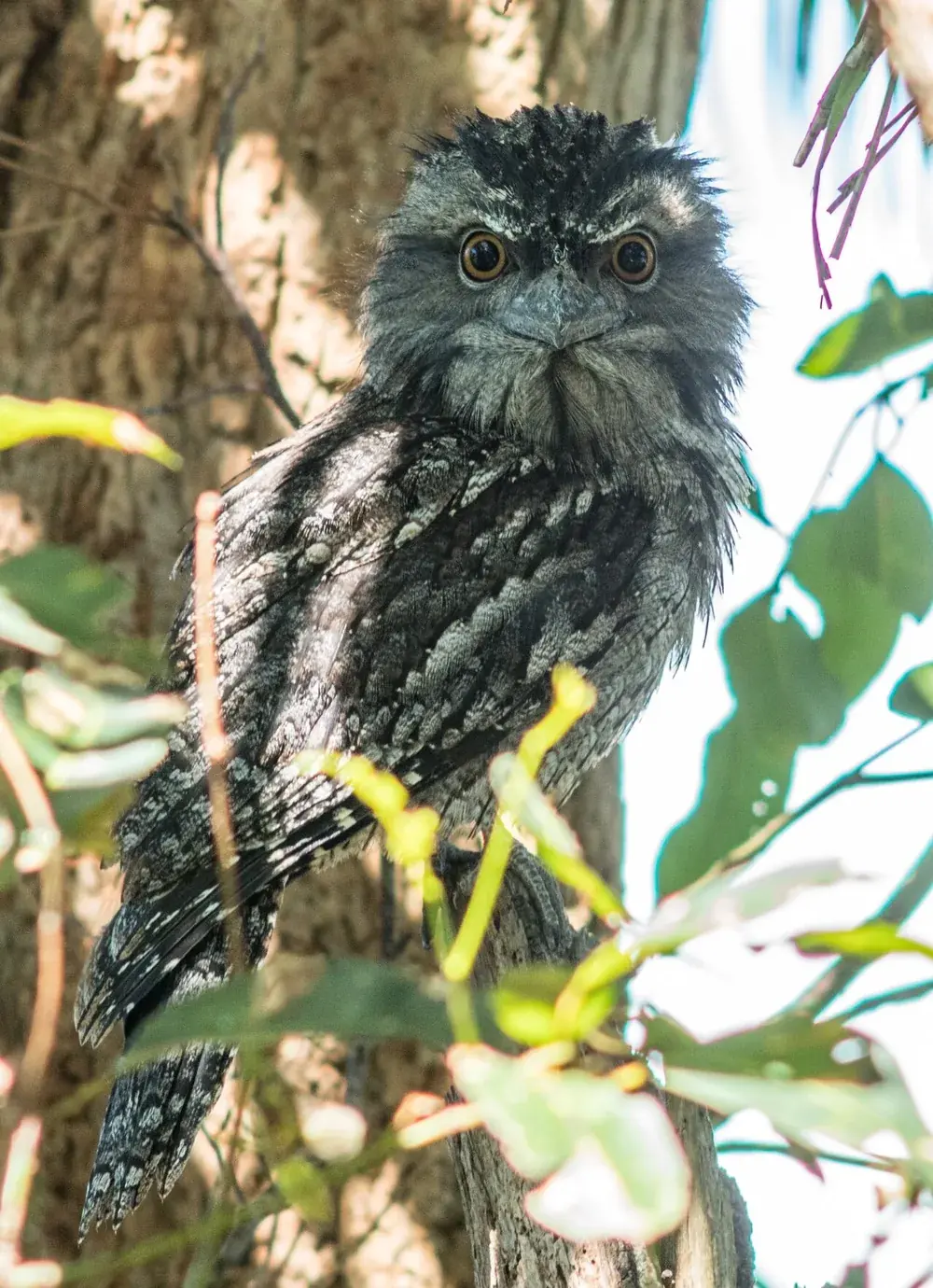 Tawny frogmouth (Podargus strigoides) perched among branches, grey mottled feathers