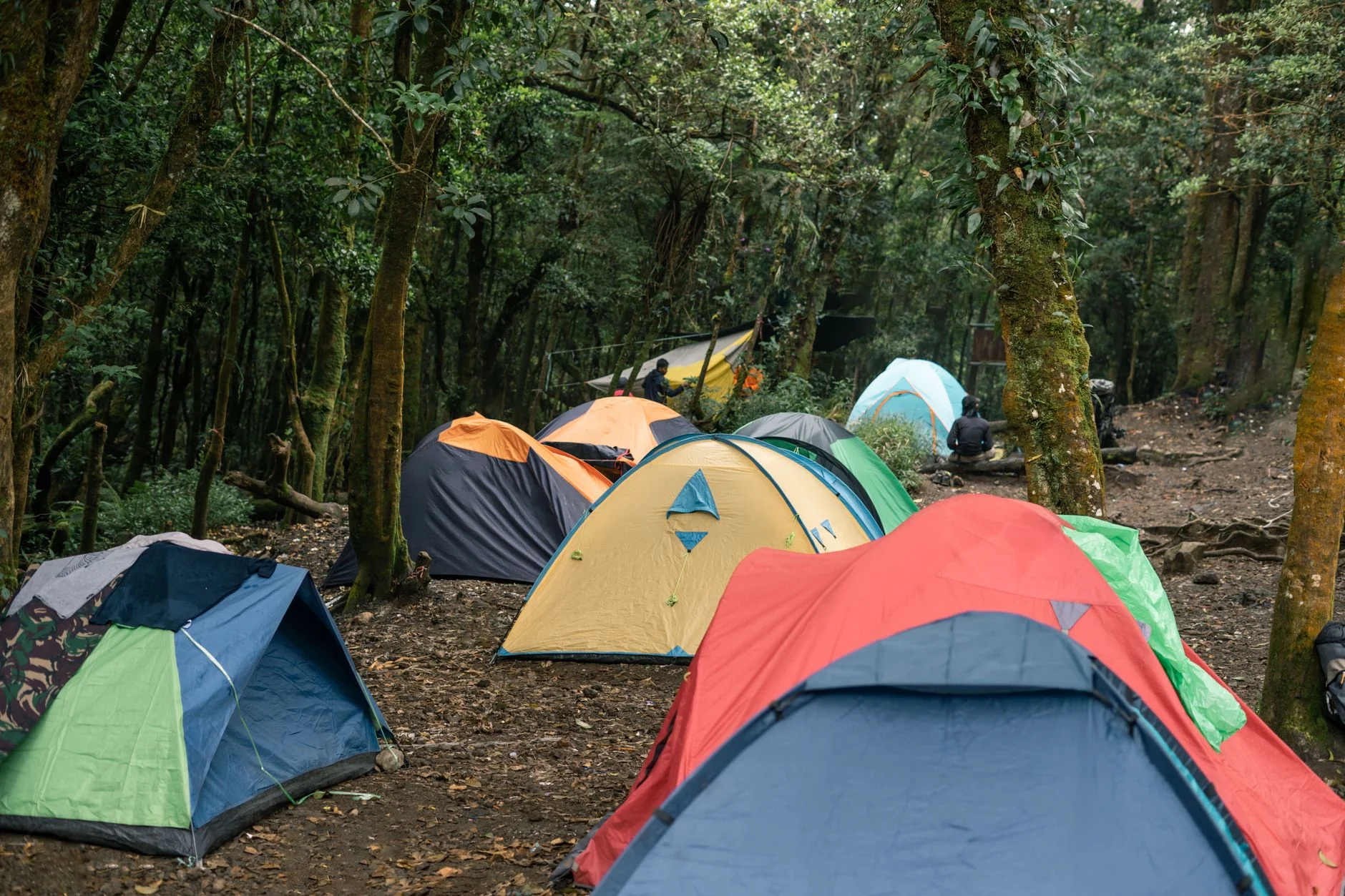 Tents pitched at a forest campsite