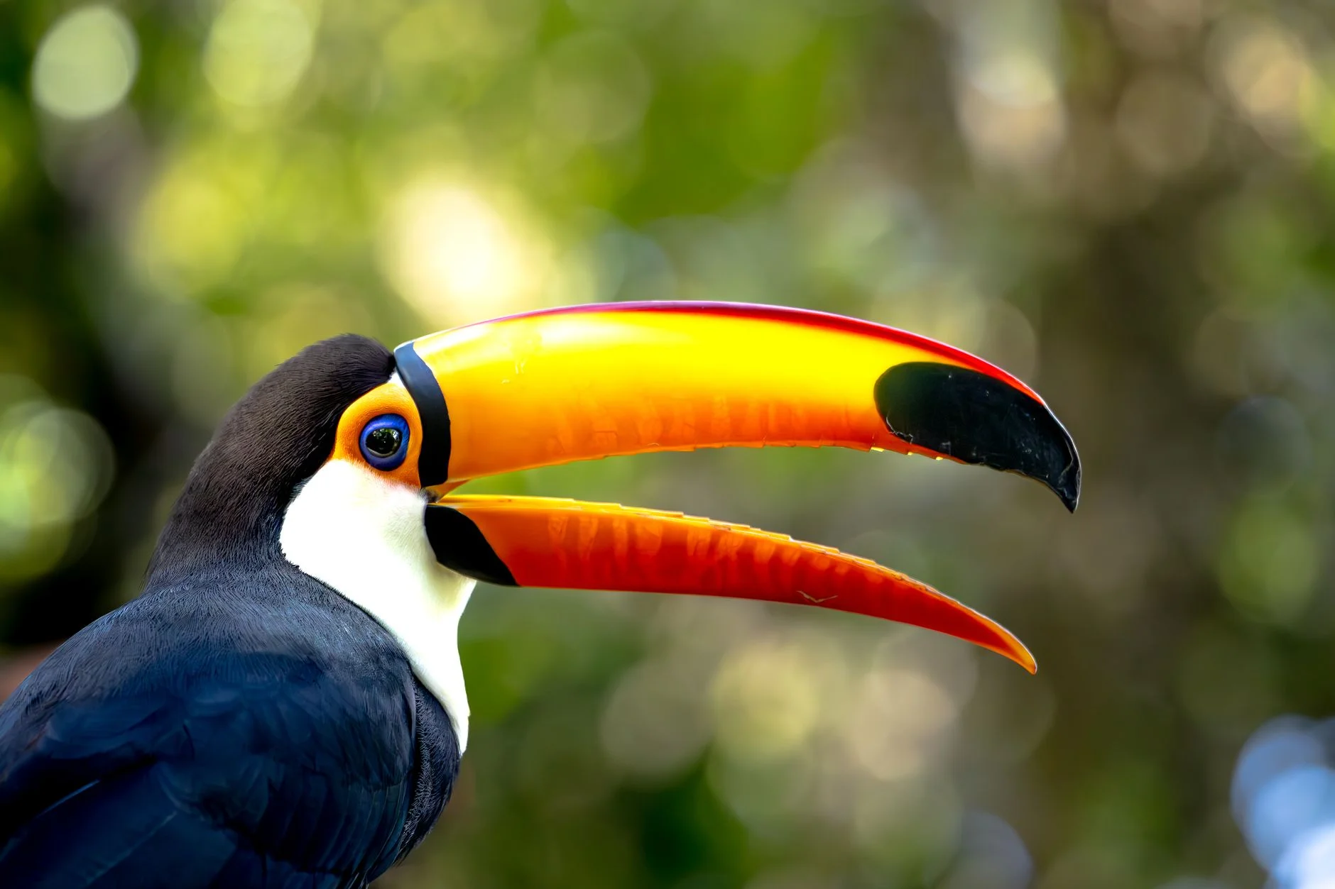 Close-up of a toco toucan with a large orange beak in front of blurred green foliage