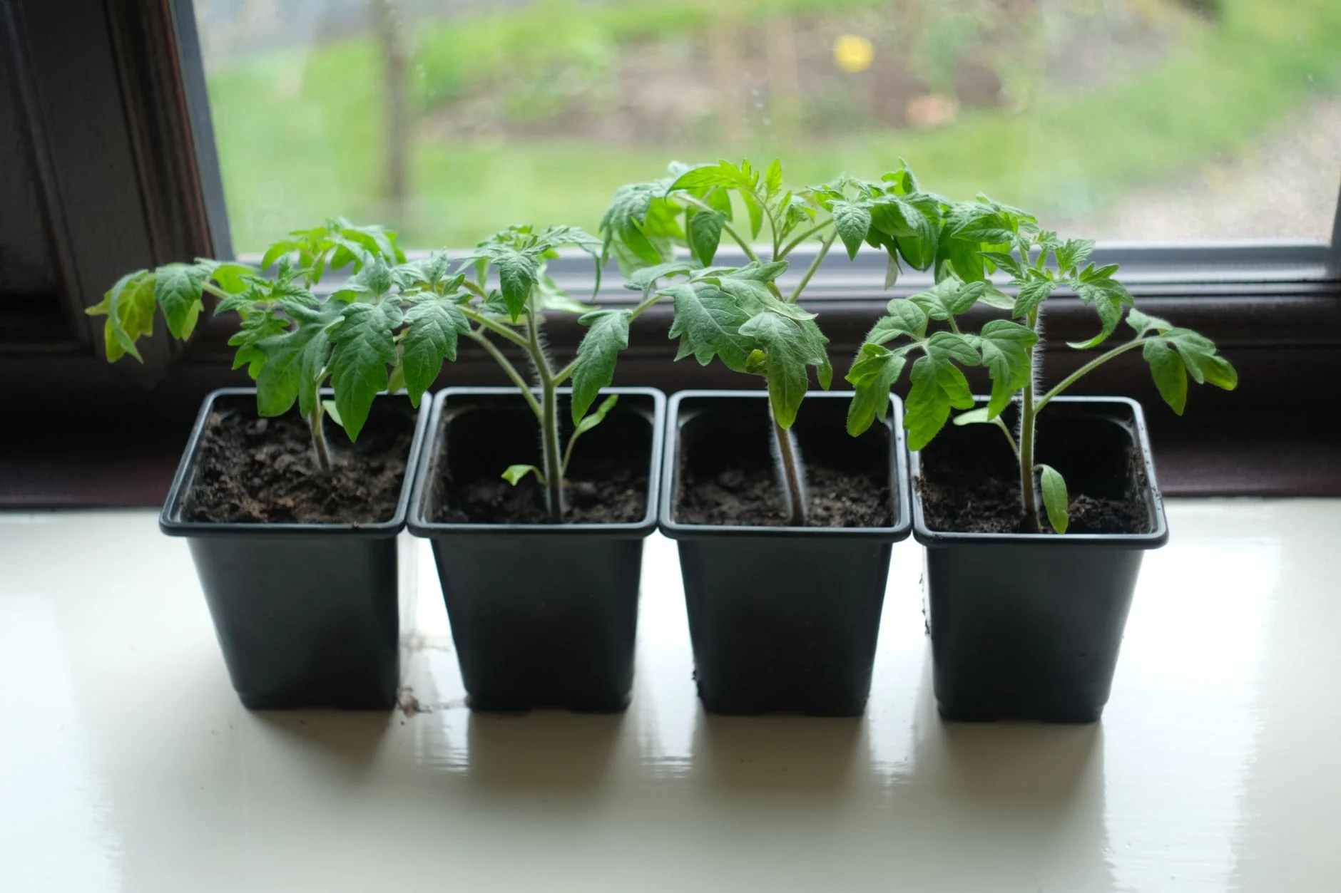 Four tomato seedlings in identical black pots in a row on a white window sill