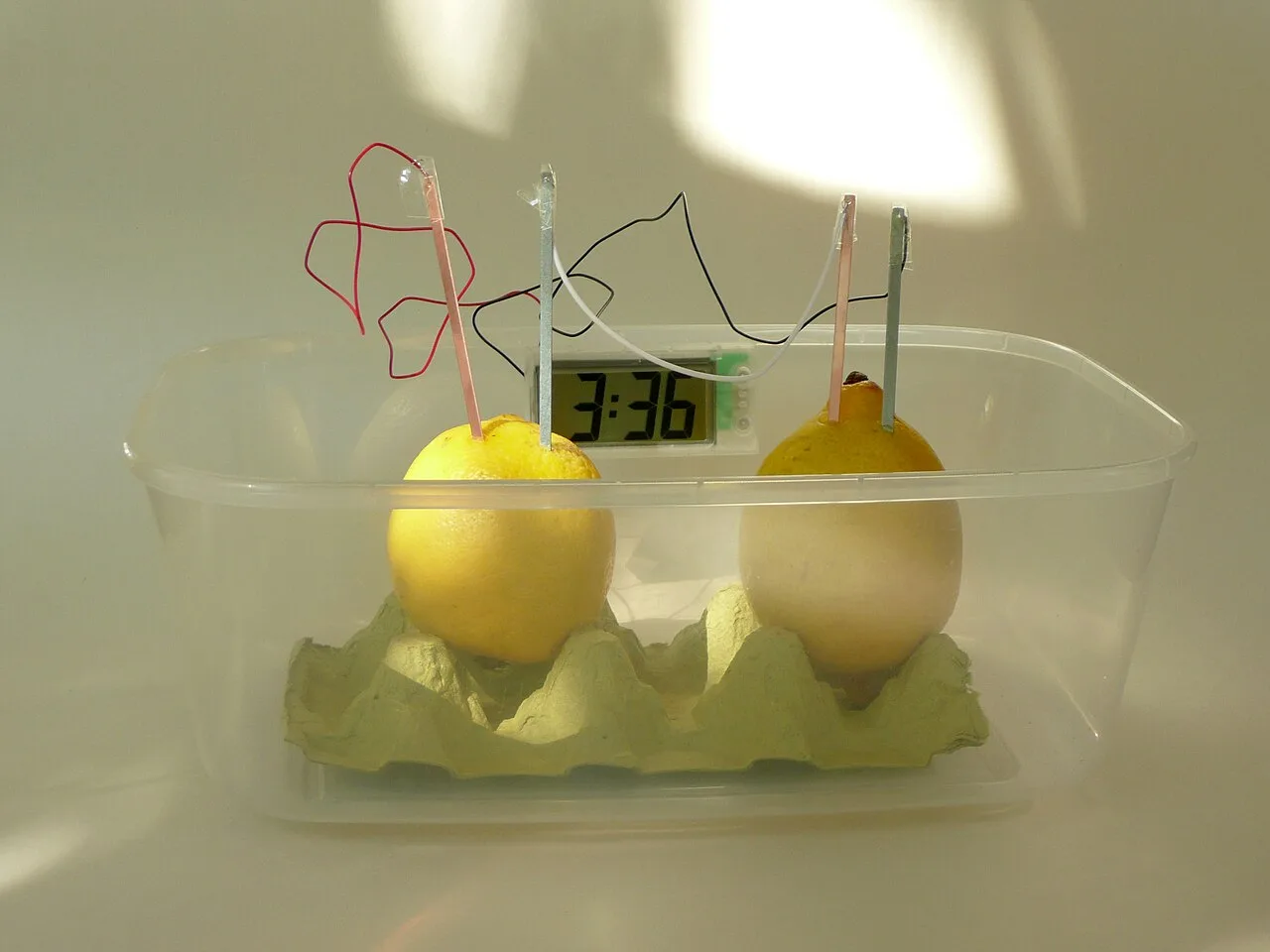 Two lemons in an egg box, each with a copper strip and a zinc strip, wired in series to a small LCD clock showing 3:36