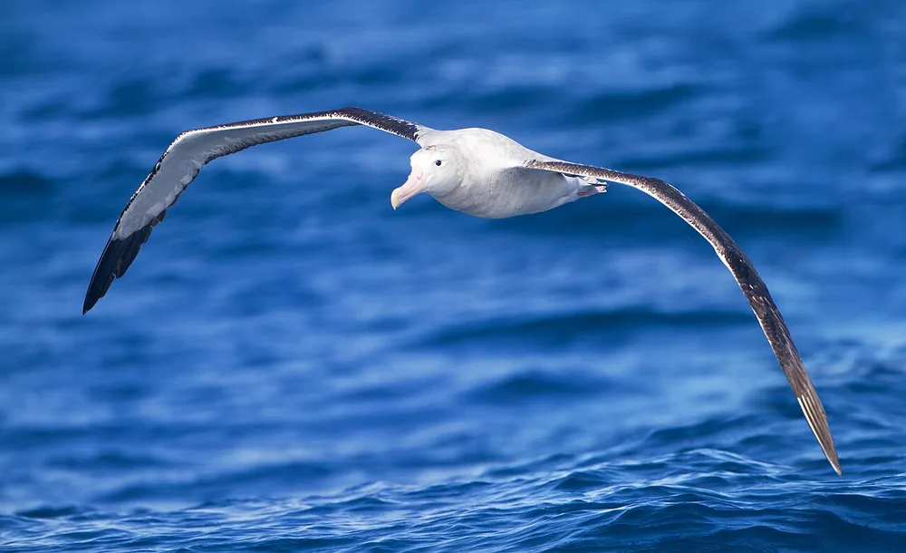 Wandering albatross (Diomedea exulans)
