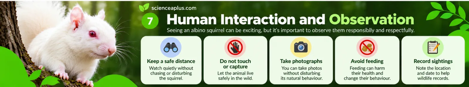 Infographic: watch white squirrels responsibly by keeping a safe distance, not touching or capturing them, taking photographs, avoiding feeding and recording sightings