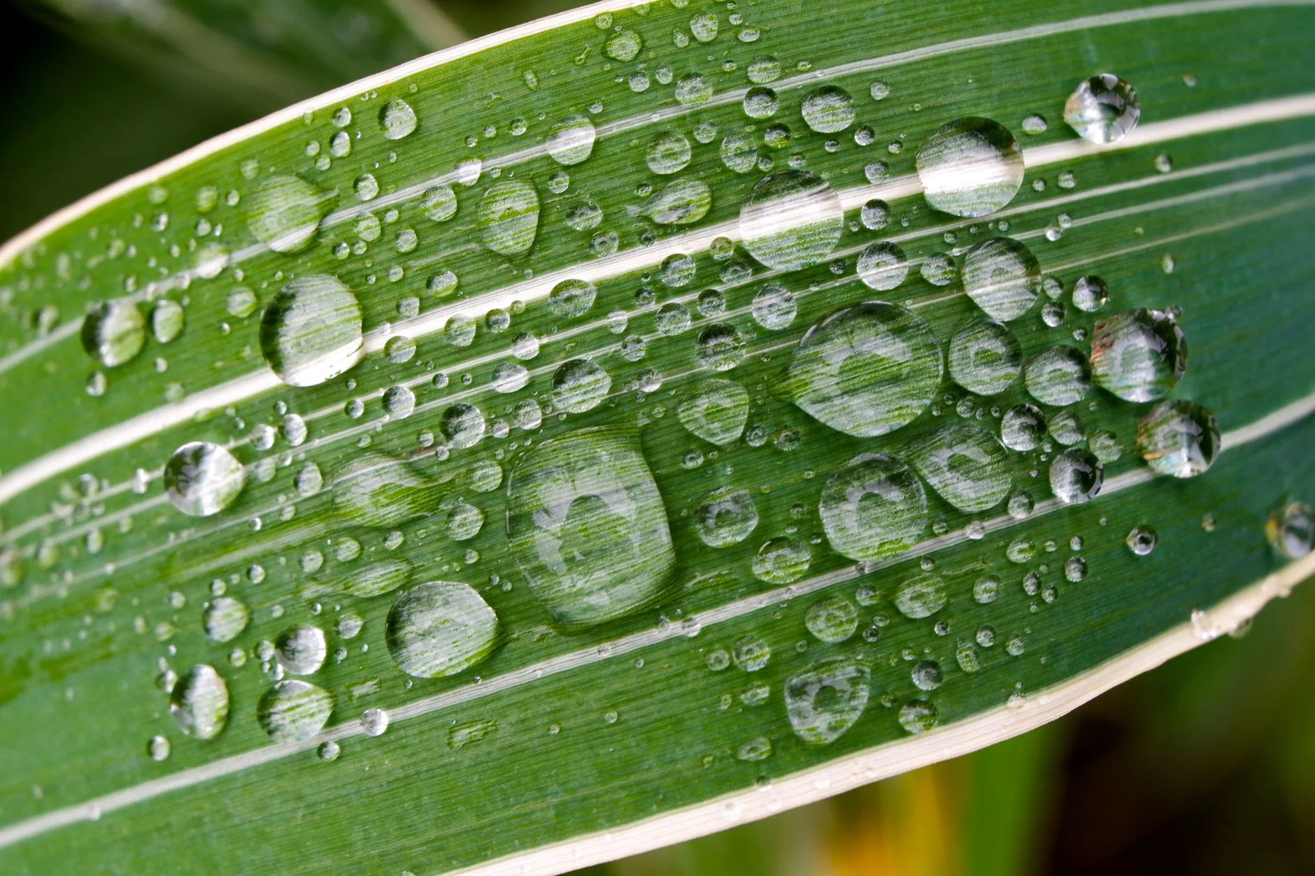 Water droplets resting as beads on a green leaf with a hydrophobic surface